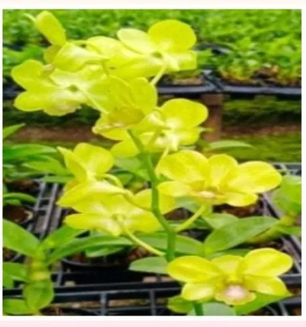 Dendrobium_burana_jade_yellow_X_thong_chai_gold_(medium_size)